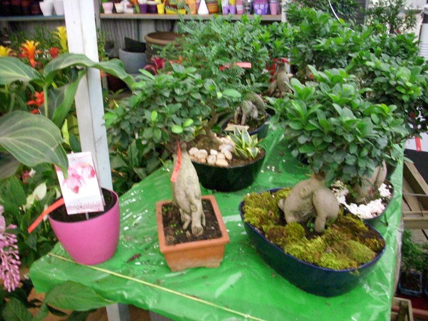 St Elie Flowers lebanon,Florists in lebanon, lebanon florists, flowers in lebanon, lebanon flowers, flower shops in lebanon, lebanon flower shops, send flowers in lebanon, wedding flowers in lebanon, lebanon wedding flowers, wedding bouquets in lebanon, bridal bouquets in lebanon, brdie bouquet in lebanon, roses in lebanon, tulips in lebanon, flower arrangements in lebanon, baby flower arrangement in lebanon, new born flower arrangements in lebanon, flower gifts in lebanon, birthday flower arrangement in lebanon, valantines roses in lebanon, valentines flower arrangements in lebanon, valentine gifts in lebanon, flower shop in lebanon,plants nursery in lebanon, landscaping in lebanon, Nursry plants, flowers, landscaping, wedding flowers, bouquets for all occasions, valentines roses, mothers day roses, newly born baby flowers, plants in pots, plants for the garden, money tree, bonsai tree